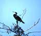 cormorant